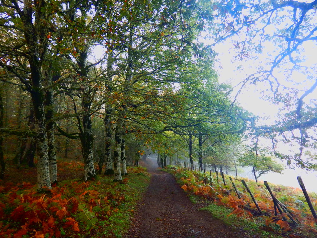 Bosco di Malabbotta - Nebrodi - Habitat dei Maiale Nero dei Nebrodi