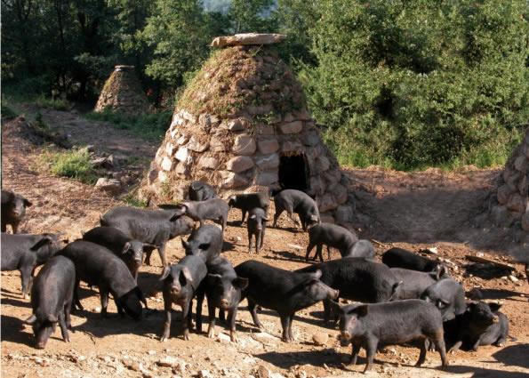 LE PORC NOIR - la Sicile, terre de la qualité