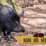 Nero dei Nebrodi